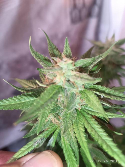 runtz KANNABIA. Week 9