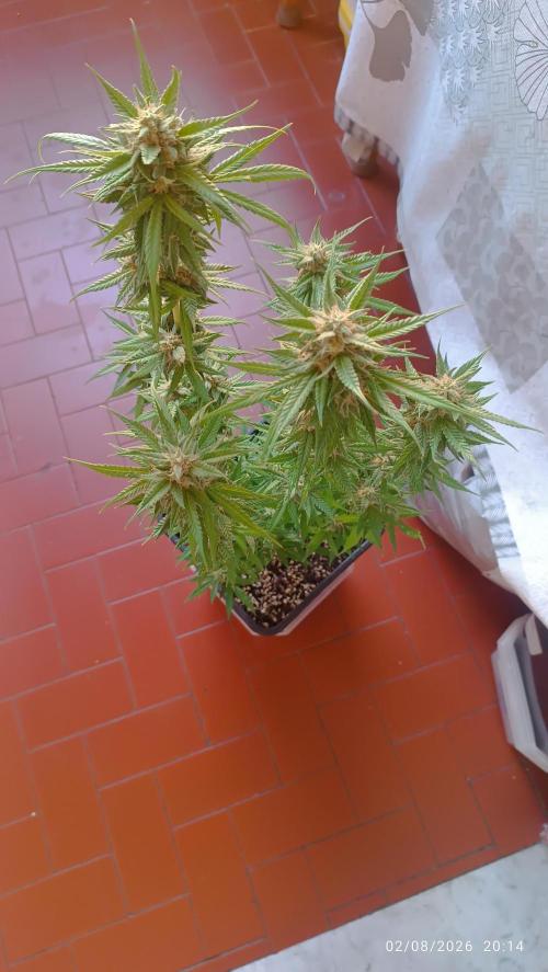 runtz KANNABIA. Week 9