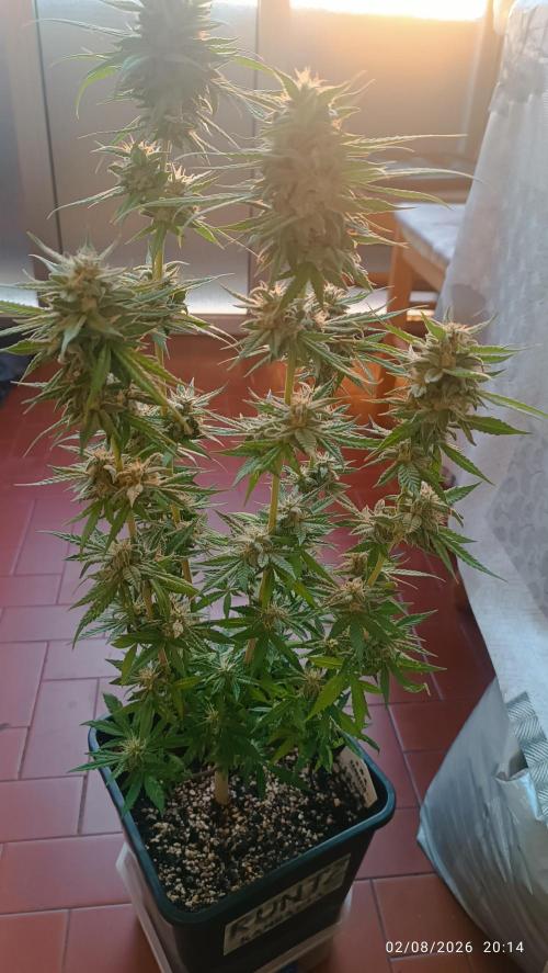 runtz KANNABIA. Week 9