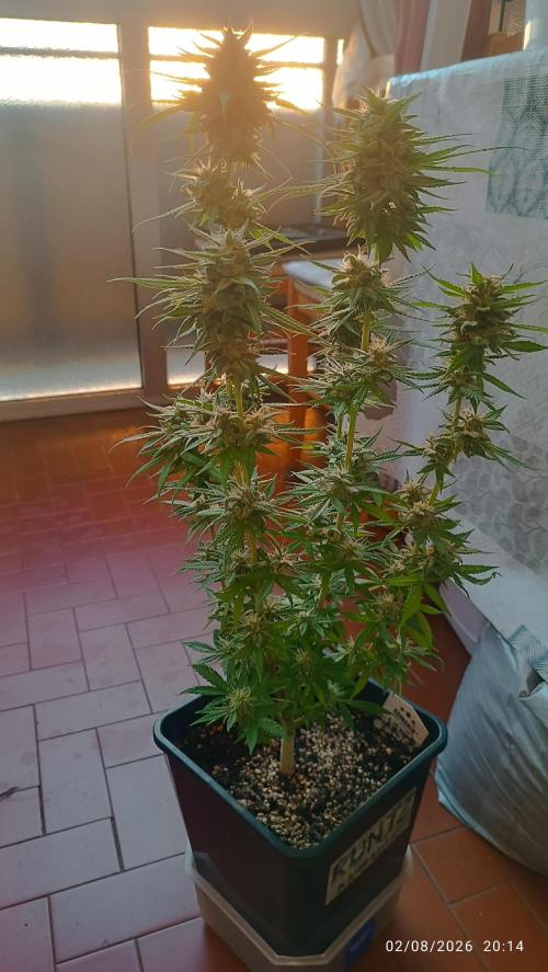 runtz KANNABIA. Week 9
