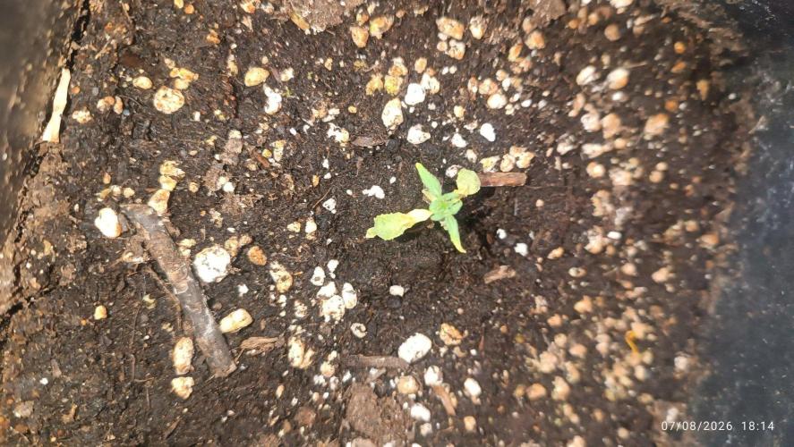 Forbidden Runtz Auto. Week 1