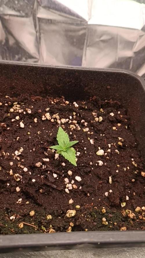 cream caramel sweet seeds