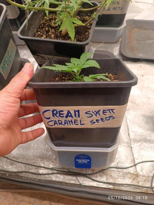 cream caramel sweet seeds. Week 2