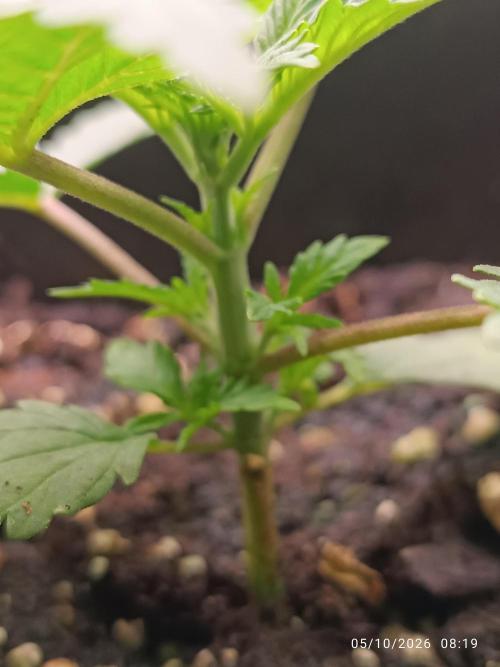 cream caramel sweet seeds. Week 2