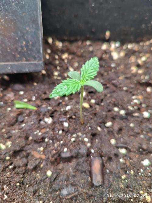 cream caramel sweet seeds. Week 1