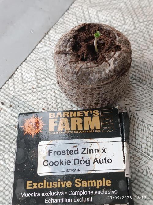 frosted zinn×cookie dog AUTO.. Week 0