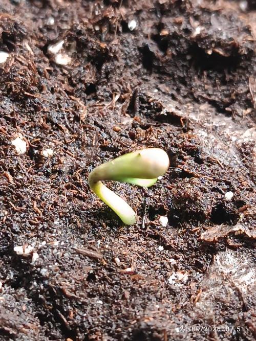 frosted zinn×cookie dog AUTO.. Week 0