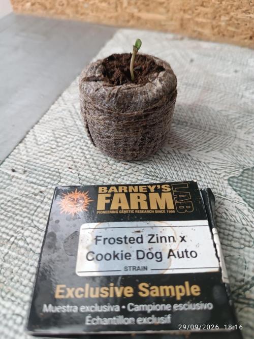 frosted zinn×cookie dog AUTO.. Week 0