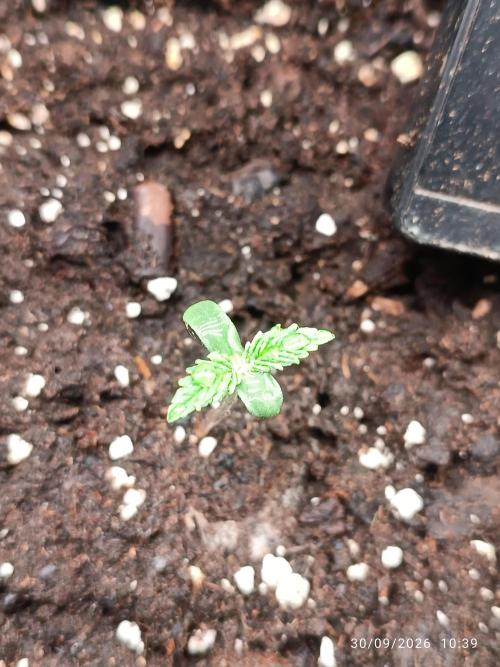 frosted zinn×cookie dog AUTO.. Week 1