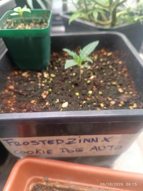 frosted zinn×cookie dog AUTO.. Week 1