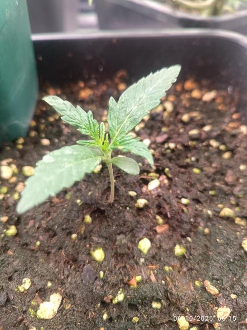 frosted zinn×cookie dog AUTO.. Week 1