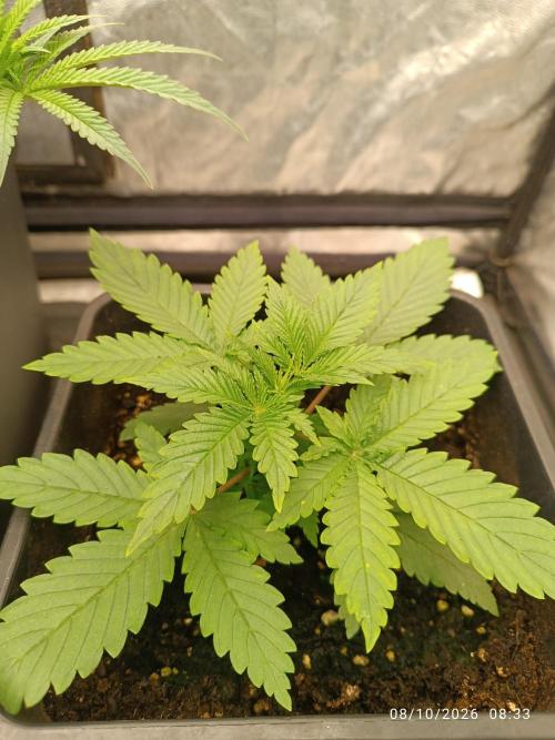 cream caramel sweet seeds. Week 2