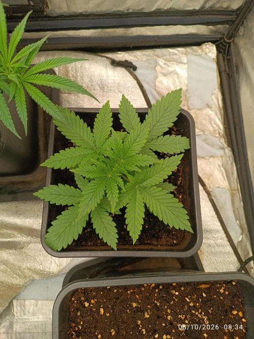 cream caramel sweet seeds. Week 2