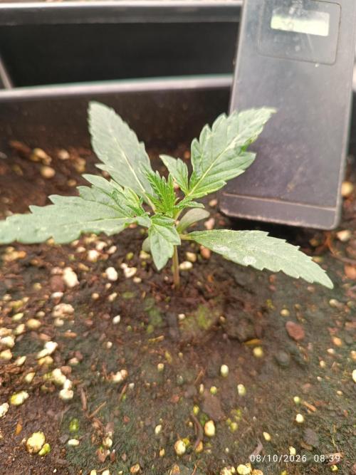 frosted zinn×cookie dog AUTO.. Week 1
