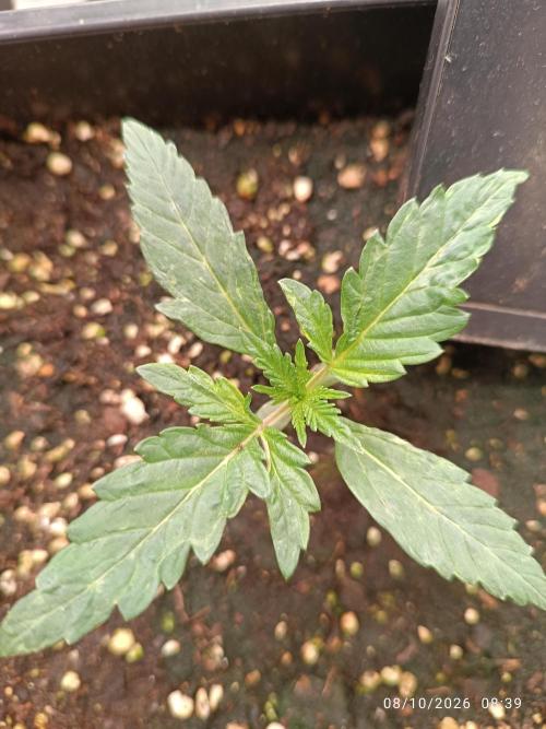 frosted zinn×cookie dog AUTO.. Week 1