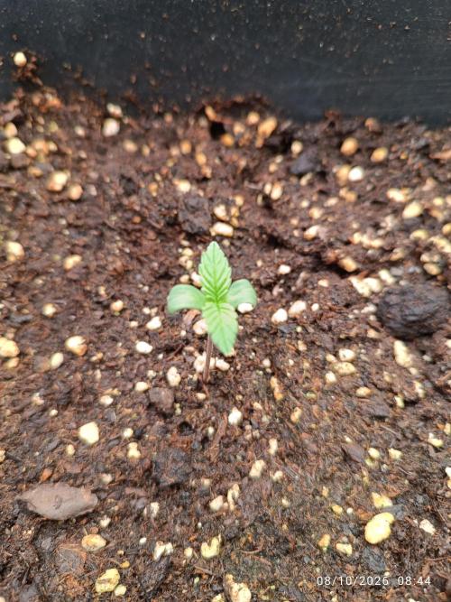 Californian gold. Week 1