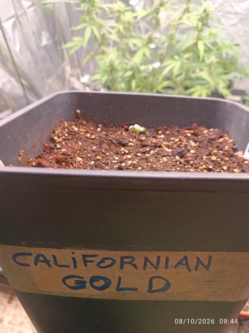Californian gold. Week 1