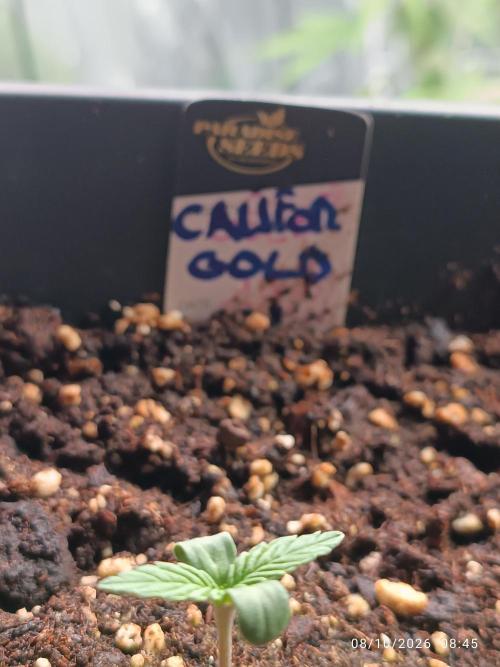 Californian gold. Week 1