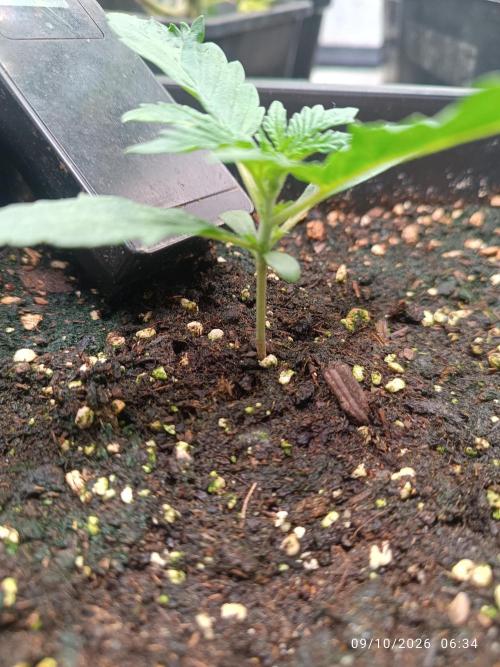 frosted zinn×cookie dog AUTO.. Week 1