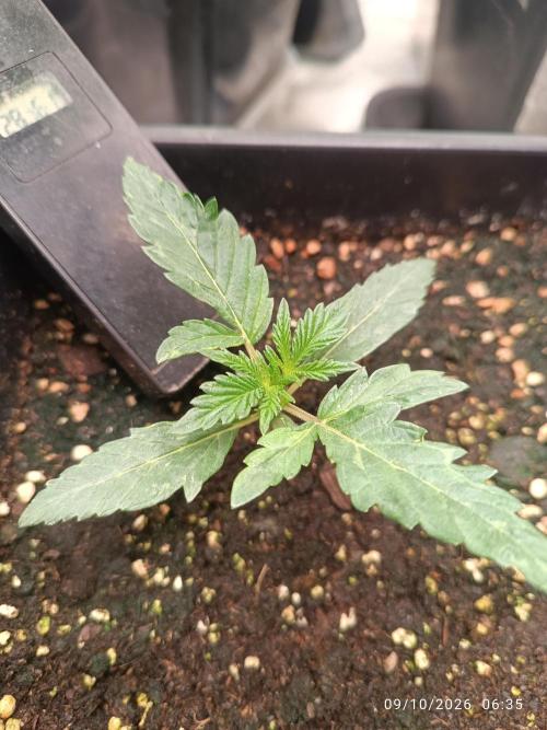 frosted zinn×cookie dog AUTO.. Week 1