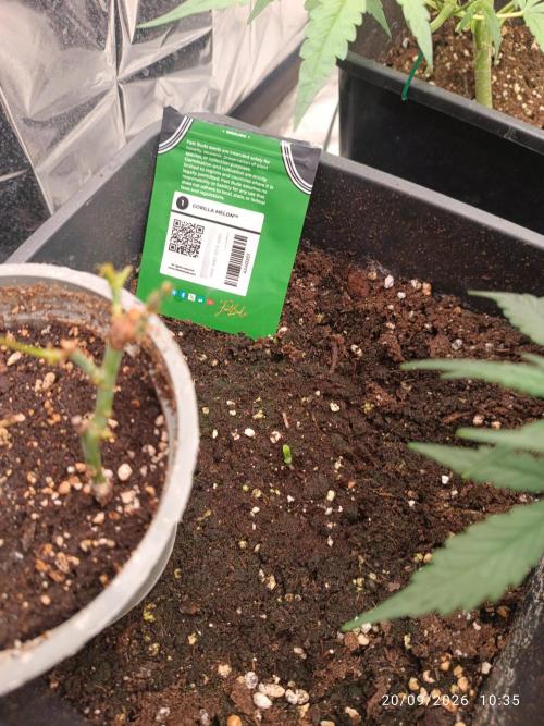 Gorilla Melon F. B.. Week 0