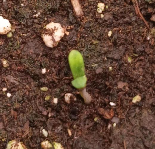 Gorilla Melon F. B.. Week 1