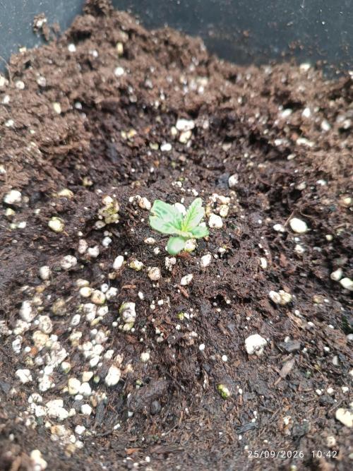 Gorilla Melon F. B.. Week 1