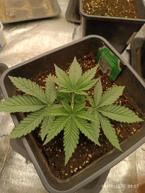 Gorilla Melon F. B.. Week 2