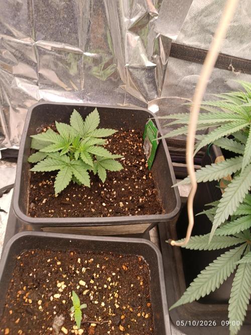 Gorilla Melon F. B.. Week 2