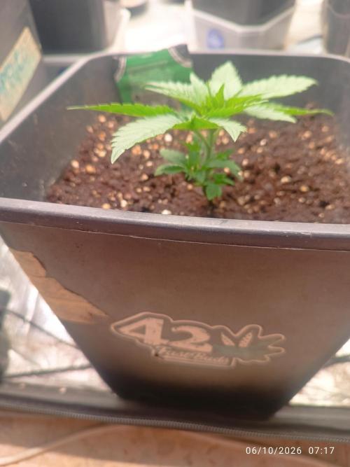 Gorilla Melon F. B.. Week 2