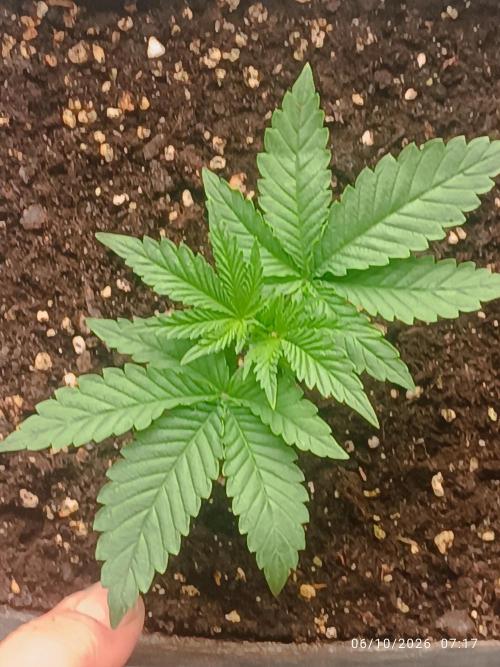 Gorilla Melon F. B.. Week 2