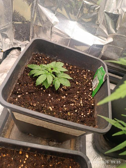 Gorilla Melon F. B.. Week 2
