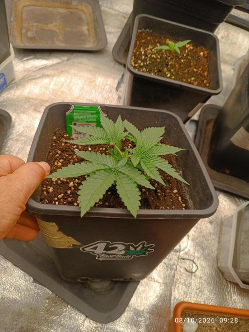 Gorilla Melon F. B.. Week 2