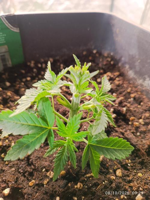 Gorilla Melon F. B.. Week 3