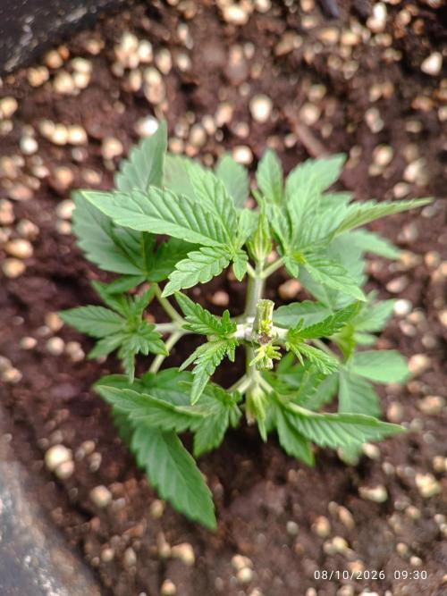 Gorilla Melon F. B.. Week 3