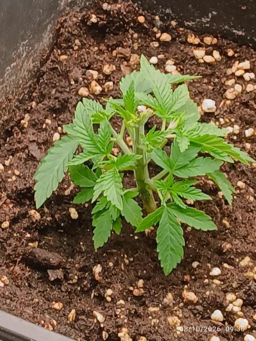 Gorilla Melon F. B.. Week 3