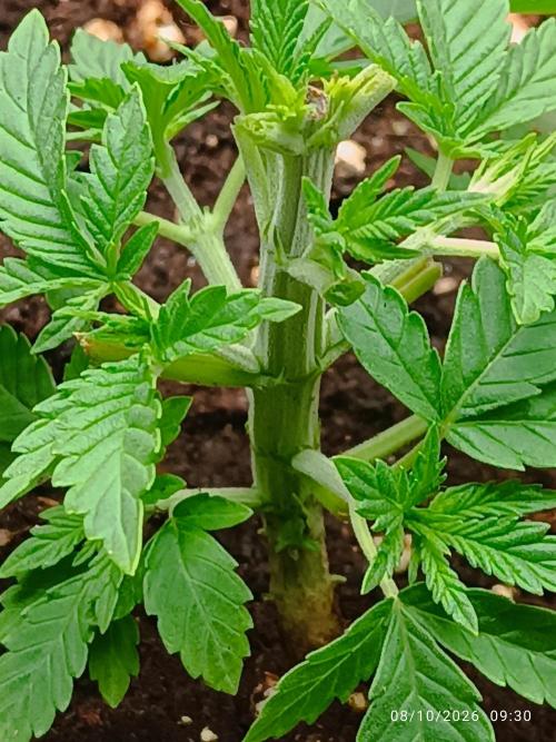 Gorilla Melon F. B.. Week 3