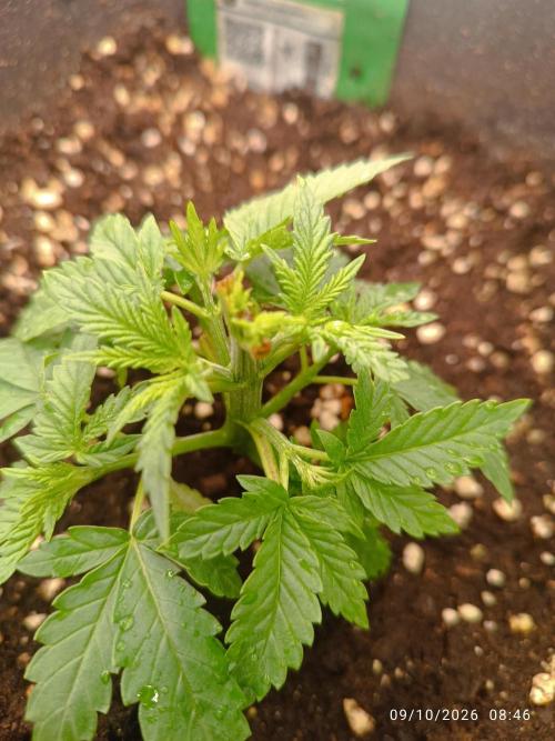 Gorilla Melon F. B.. Week 3