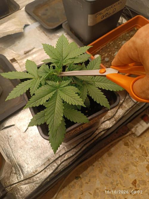 cream caramel sweet seeds. Week 3