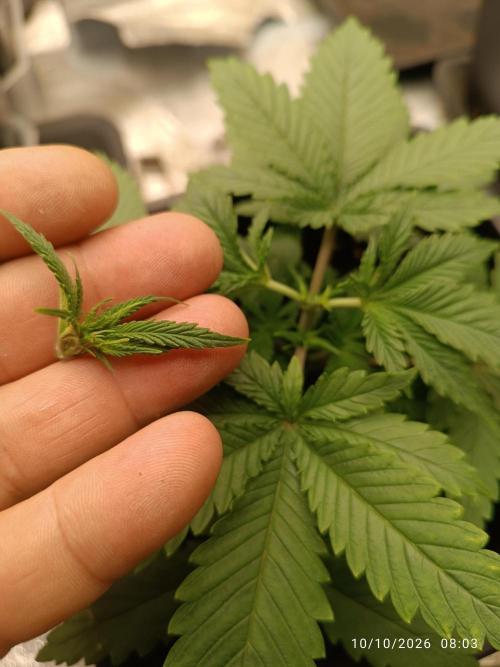 cream caramel sweet seeds. Week 3