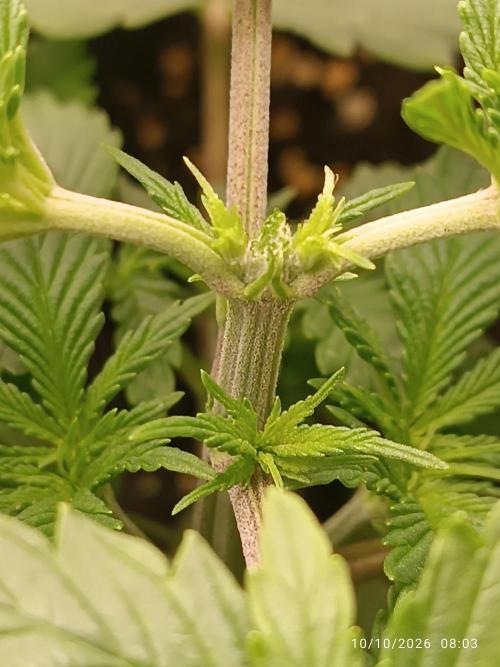 cream caramel sweet seeds. Week 3