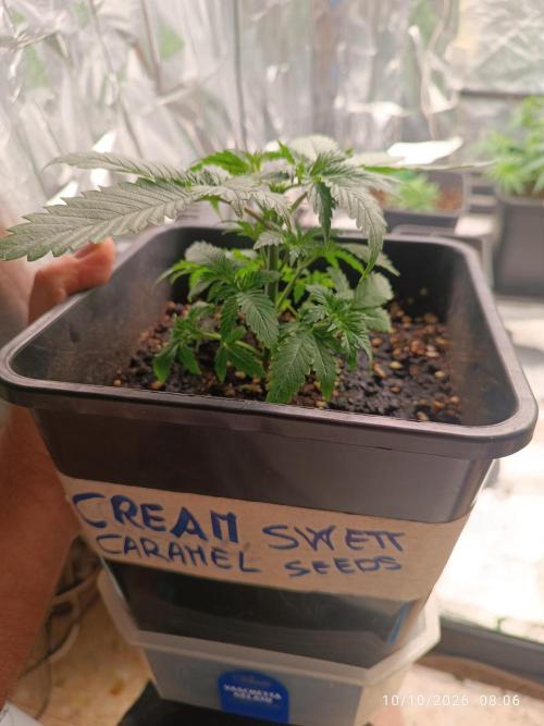 cream caramel sweet seeds. Week 3