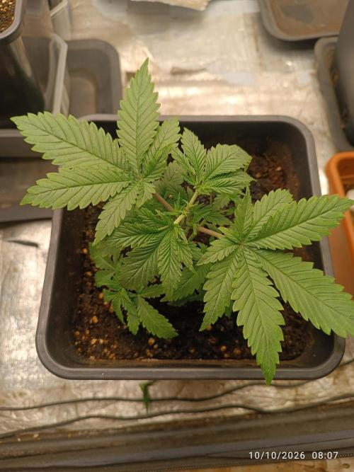 cream caramel sweet seeds. Week 3