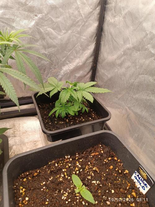 cream caramel sweet seeds. Week 3