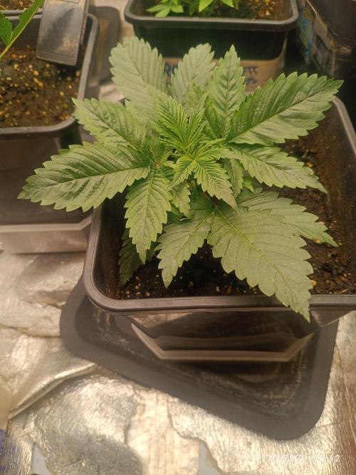 pinapple chunk. Week 3