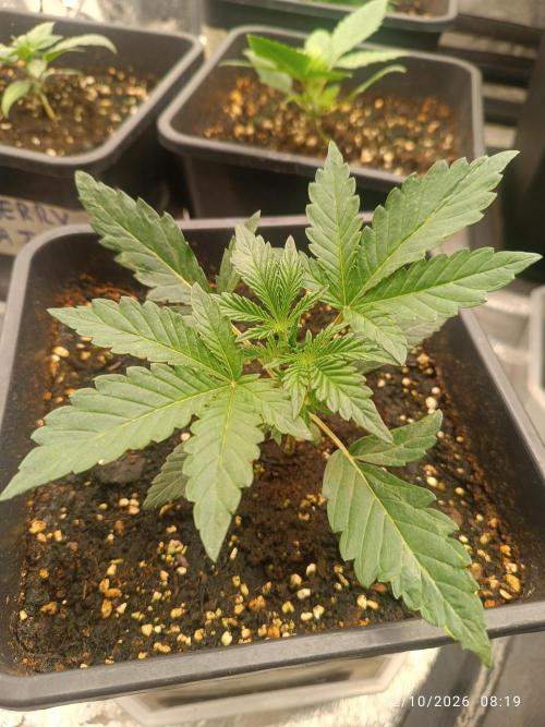 frosted zinn×cookie dog AUTO.. Week 3