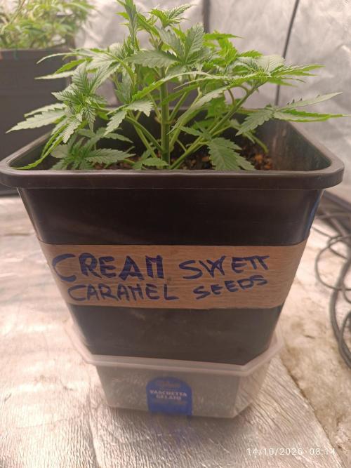cream caramel sweet seeds. Week 3