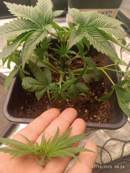 pinapple chunk. Week 3