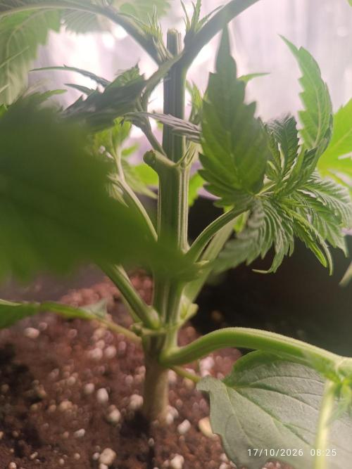 pinapple chunk. Week 3