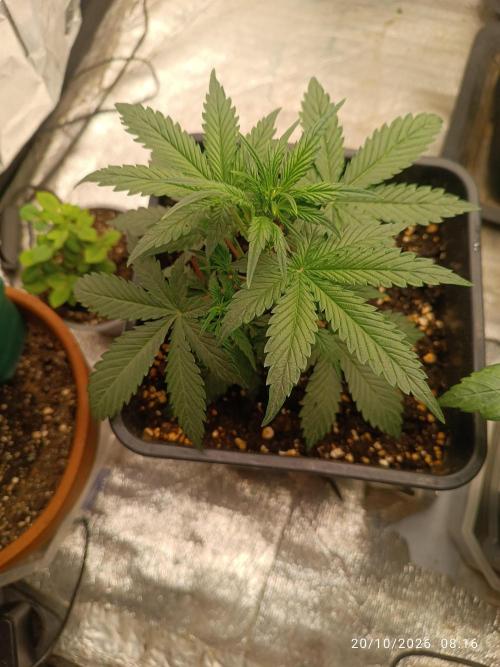 strawberry gorilla. FAST BUDS. Week 4